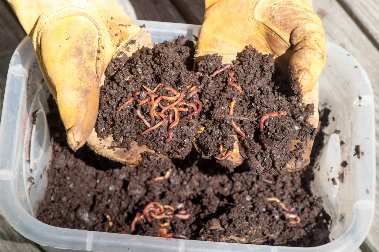 Can you put worms in a compost tumbler? Green Living Nation