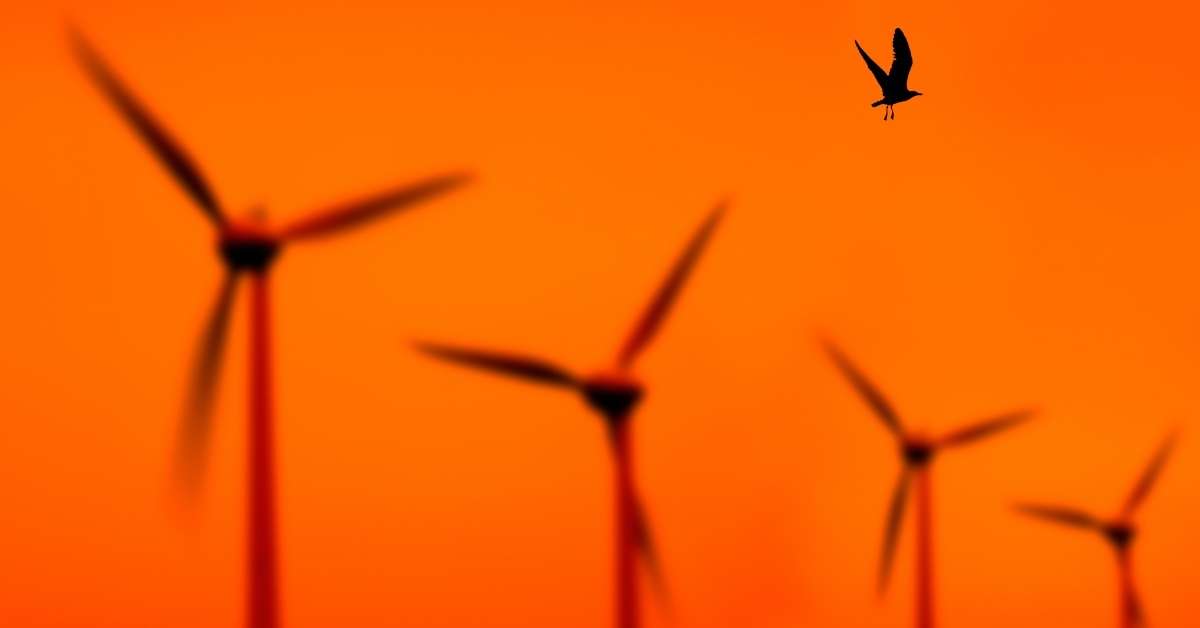 The Truth Of Bird And Bat Deaths By Wind Power. (And How To Prevent It?) Green Living Nation